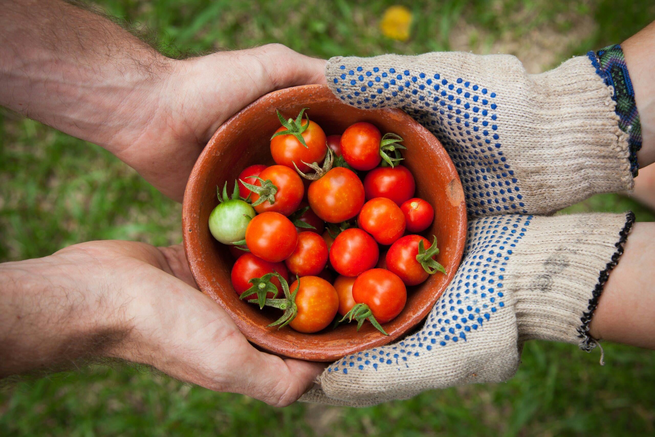 a pair of gloved hands offering a bowl of red cherry tomatoes to another pair of hands