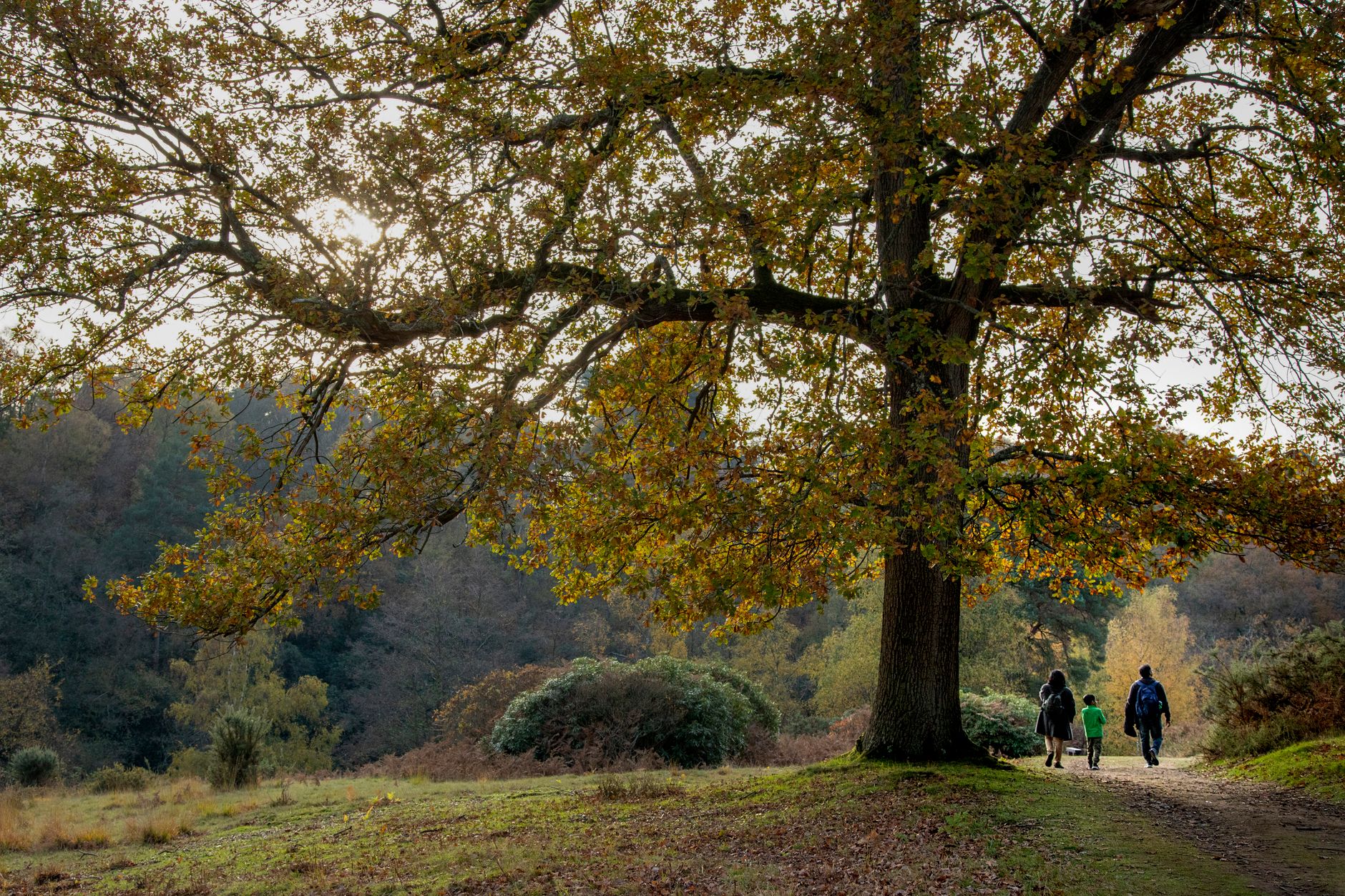 A family walking a path beneath a large oak tree in autumn