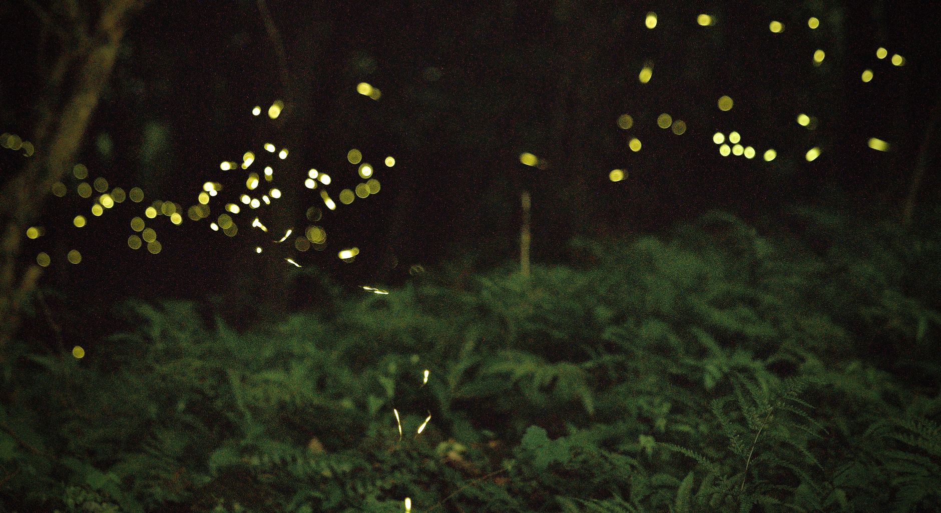 Fireflies glowing over ferns in a dark forest at night